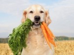 Dog Diet Plr Articles