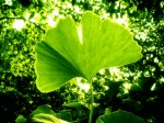 Ginkgo Biloba Plr Articles