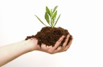 Organic Fertilizer Plr Articles