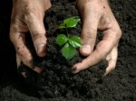 Natural Fertilizer Plr Articles