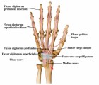 Carpal Tunnel Plr Articles v2