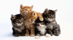 Cats Plr Articles