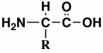 Amino Acids Plr Articles