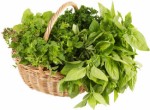 Herbs Plr Articles