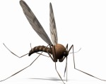 Mosquito Plr Articles