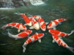 Koi Fish Plr Articles