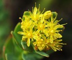 Rosea Rhodiola Plr Articles