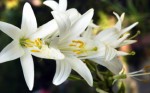 Lilies Plr Articles