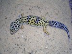 Leopard Gecko Niche Business Plr Articles