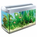 Aquarium Plr Articles v3