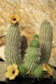 Hoodia Plr Articles