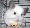 Chinchilla Plr Articles