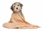 Dog Grooming Plr Articles v2