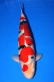 Breeding Koi For Fun And Profit Plr Articles