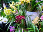 Orchids Niche Business Plr Articles