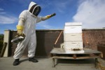 Beekeeping Niche Business Plr Articles