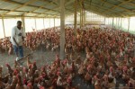 Poultry Farming Plr Articles