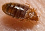 Bed Bugs Plr Articles v2