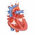 Heart Plr Articles