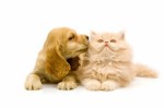 Household Pets Plr Articles