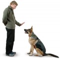 Puppy Training Plr Articles