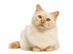 Understanding Kitten Plr Articles