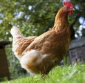 Keeping Chickens Plr Articles