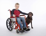 Service Dogs Dog Training Plr Articles