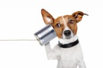 Dog Communication Plr Articles