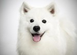 Dog Breed Profiles Plr Articles