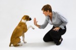 Dog Training Plr Articles