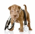 Dog Health And Medical Plr Articles