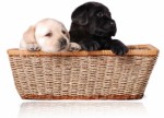 New Puppy Plr Articles