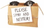 Spay Neutering Dog Plr Articles