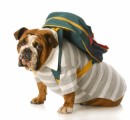 Dog Travel Plr Articles