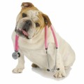 Dog Veterinarians Plr Articles