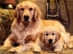 Golden Retriever Plr Articles