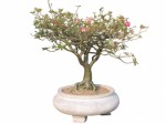 Bonsai For Beginners Plr Articles