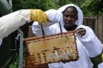 Bee Keeping Plr Articles