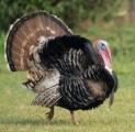 Turkey Plr Articles