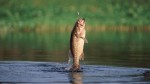 Bass Fishing Plr Articles