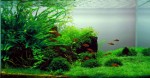 Freshwater Aquariums Plr Articles