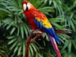 Parrots Plr Articles