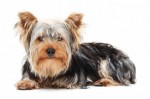 Terrier Dogs Plr Articles