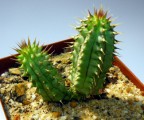 Hoodia Plr Articles v2