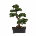 Bonsai Trees Plr Articles
