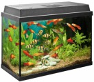 Aquarium Plr Articles