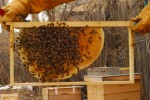 Bee Keeping Plr Articles v2