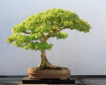 Bonsai Plr Articles v3