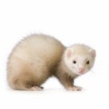 Ferrets Plr Articles